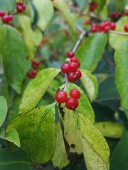 The Red Berries of Skimmia japonica 'Cecilia Brown' (Japanese Skimmia)