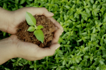 young plant in hands, save plants, save earth