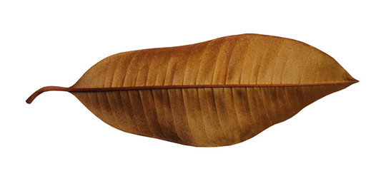  leaves with a white background