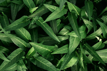 Fototapeta premium green leaves on the plantation
