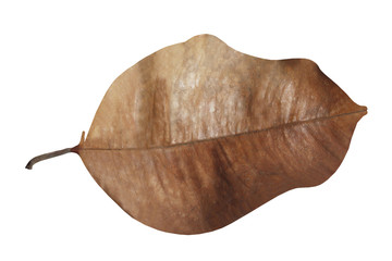  leaves with a white background