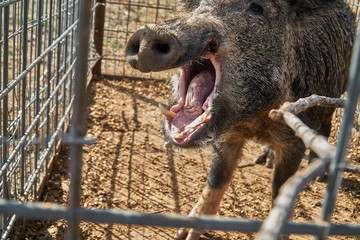 Wild boars caught in a box trap