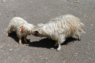 Kozy górskie © Miroslaw