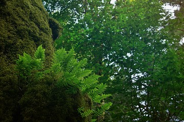 Licorice Fern in Tree