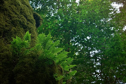 Licorice Fern In Tree