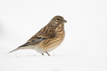 Eurasian Linnet  (Linaria cannabina) in the snow.