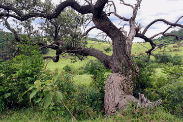 Árvore Torta IMG_8966