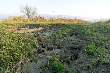 Fototapeta na wymiar Deer footprint in the mud. Slovakia