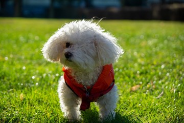 Bichon dog in red jacket during winter. Slovakia