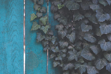 Blue wooden fence with ivy, background