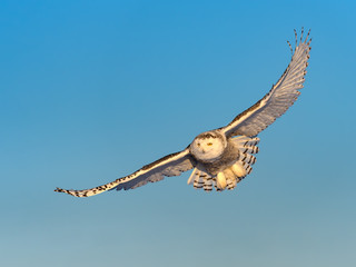 Female Snowy Owl in Flight on Blue Sky in Winter 
