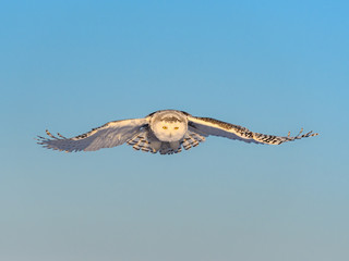 Female Snowy Owl in Flight on Blue Sky in Winter 
