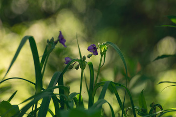 purple spiderwort flowers in the woods