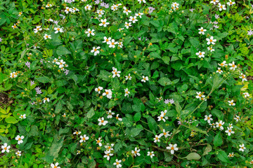 Shepherd's needles (Bidens alba) - Pembroke Pines, Florida, USA
