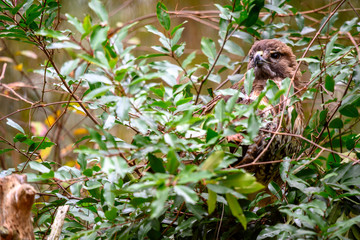 the hidden red tailed hawk peeks through his camouflage in search of his next meal