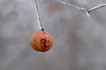 Apfel in frostiger Winterlandschaft mit Raureif am Ast, Zweig 