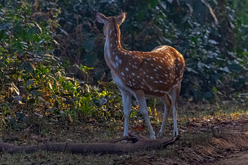 Naklejka na ściany i meble Chital or cheetal (Axis axis), also known as spotted deer or axis deer female in Jim Corbett National Park, India