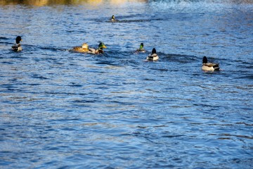 Ducks in the river. Slovakia