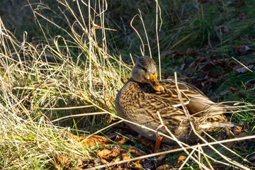 Ducks in the grass. Slovakia