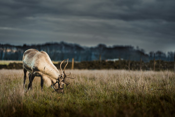 A single Reindeer in a field eating on some grass