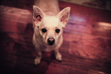 Cute Chihuahua Mutt with Ear Tattoo