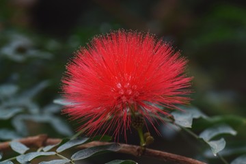 Red powederpuff (Calliandra haematocephala)