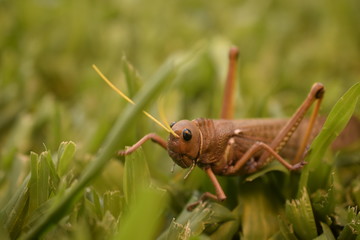 Langosta