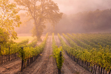 Fototapeta premium sunrise on the toscany