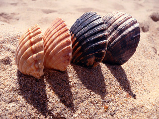 CUATRO CONCHAS SOBRE LA ARENA DE LA PLAYA