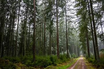 Fototapeta na wymiar Winter rain walk in the Black Forest Germany