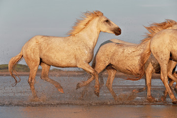 Running horses on water 