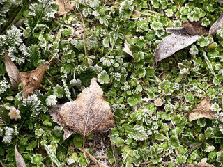 ESCARCHA DE NIEVE SOBRE LAS HOJAS DEL BOSQUE