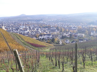 Vineyards