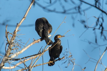 Kormoran