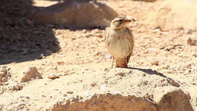 Rock sparrow in the Negev desert
