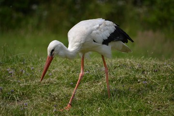 white stork on green grass