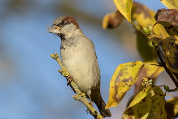 Spatz Sperling