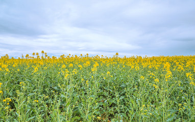 Fototapeta na wymiar Beautiful landscape of rapeseed in bloom