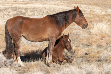 Fototapeta premium Wild horse Mare and Foal
