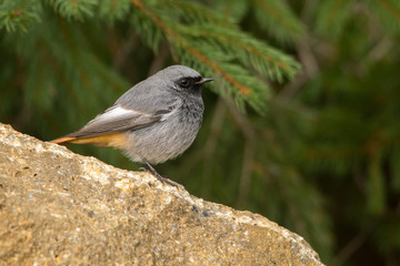 Black Redstart / Phoenicurus ochruros