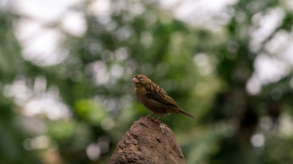 Sparrow sitting on a stone
