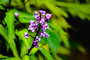 Erysimum plant. Botanical genus belonging to the Brassicaceae family