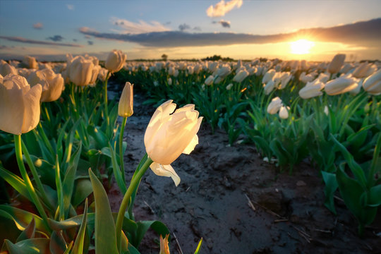 gold sunset sunshine over white tulip field