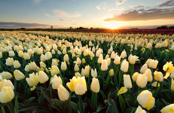 Sunshine Over Yellow Tiulip Field