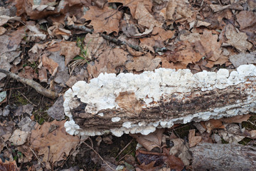 White Fungus on a Log
