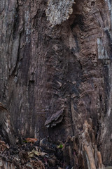 Split Tree Trunk Texture