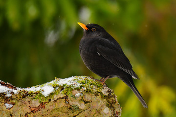 Eurasian Blackbird (Turdus merula)