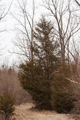 Large Cedar Tree along the Path