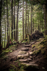 Woodlands of the Rainbird Trail on a sunny autumn day in Ketchikan, Alaska