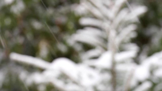 Beautiful branches of fir trees covered with fresh fluffy snow. Heavy snowfall and snowflakes falling down on ground in winter wood. Real time 4k video footage.